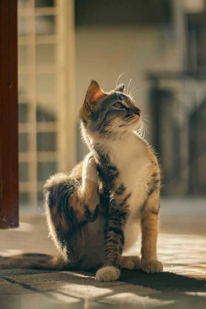 A calico cat scratching itself in sunlight